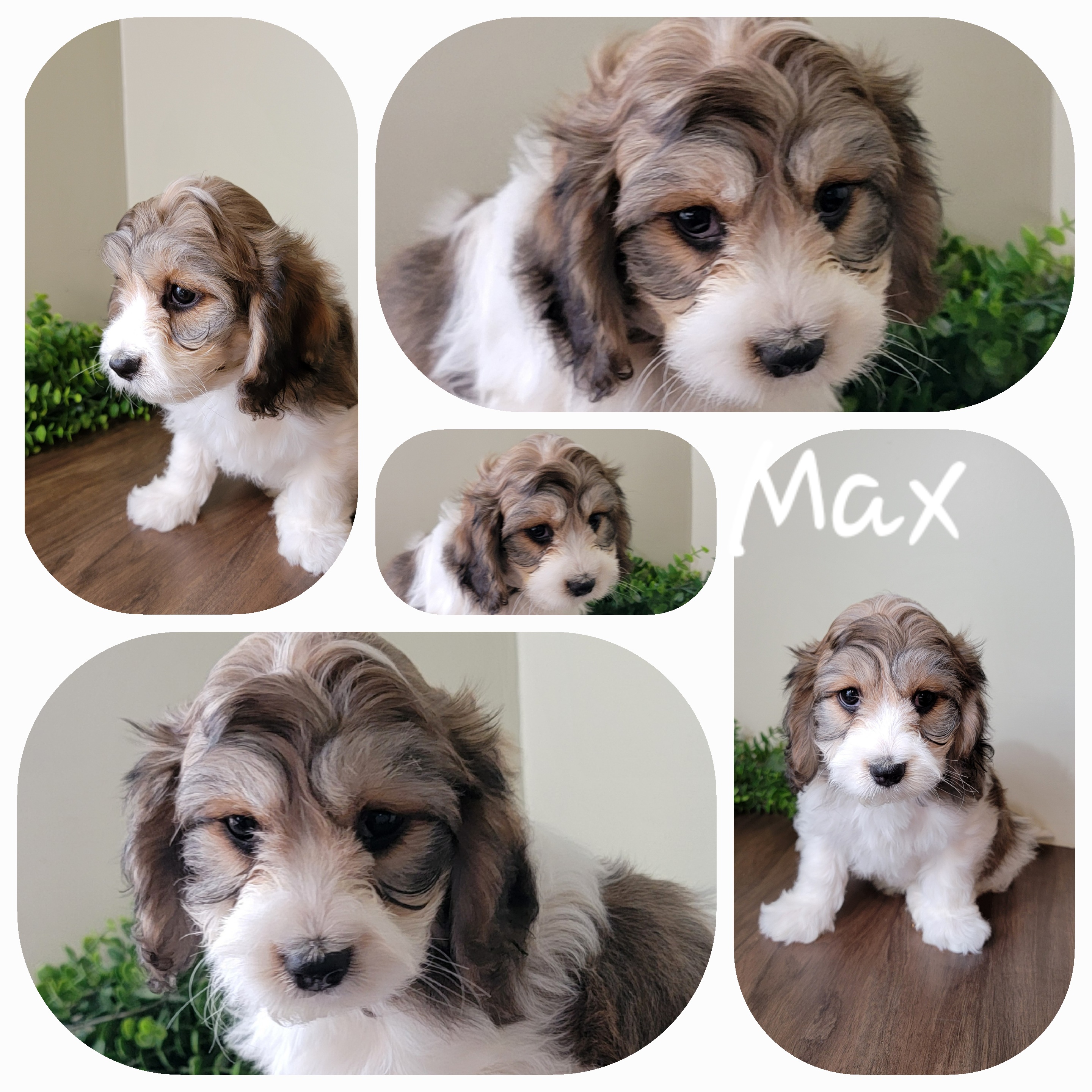 puppy, for, sale, Cav - A - Chon, Loren & Elaine  Nolt, dog, breeder, East Earl, PA, dog-breeder, puppy-for-sale, forsale, nearby, find, puppyfind, locator, puppylocator, aca
